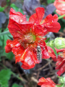 Sjamanistische healing: energie in balans - bloem met insect